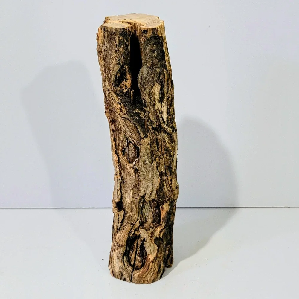Natural Hollow Log Wood Air Plant Holder Rustic Terrarium Decor 11 inch